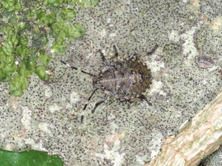 nymph of stink bug, camouflaged on the trunk