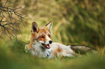 Close up of a red fox laying on grass