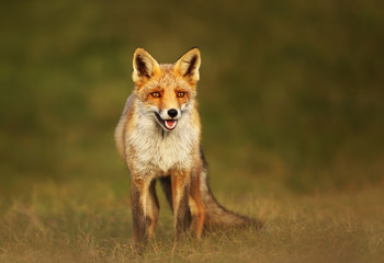 Close up of a Red fox in grass