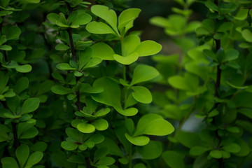 Fototapeta na wymiar Green leaves background.Green wallpaper.