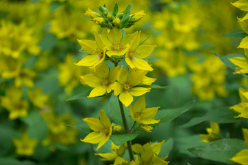 Natural pattern with yellow flowers. 