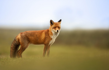 Close-up of a Red fox in grass