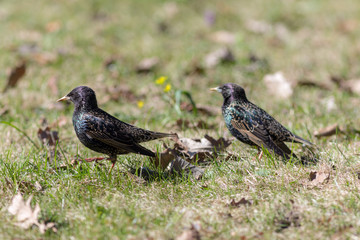 two starlings in spring day