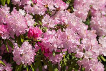 pink rhododendron in the spring