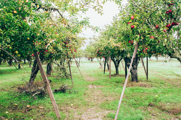 Apple picking on a foggy morning in Northern California