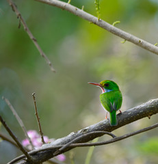 bird green