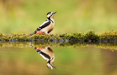 Great spotted woodpecker and his reflection by a pond