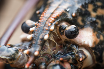 oeil homard lobster