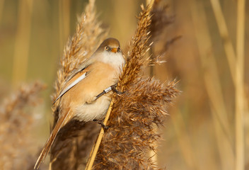 Bearded tit feeding on seeds in a reed bed