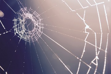 spider web with water drops in the morning