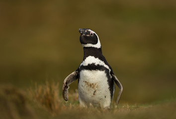 Magellanic penguin in grass on a sunny afternoon