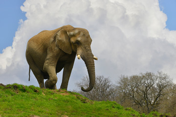 Fototapeta na wymiar Eléphant d'Afrique sur une bute en herbe en contre plongée