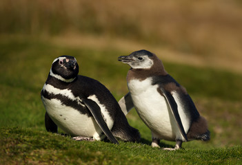 Magellanic penguin with a chick walking on grass