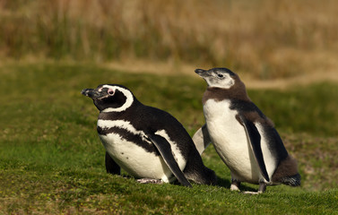 Magellanic penguin with a chick walking on grass