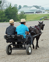 Amish Horse & Buggy - 35