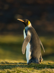 Close up of a King penguin walking on grass © giedriius