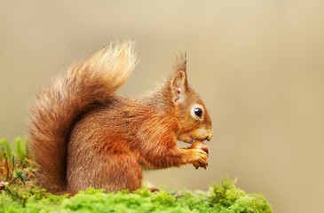 Naklejka na ściany i meble Red squirrel eating a nut in autumn