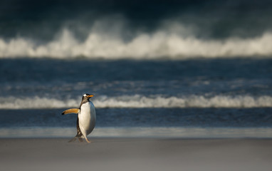 Gentoo penguin walking on a sandy beach