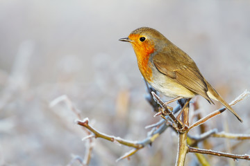 European Robin perching on a tree branch in winter