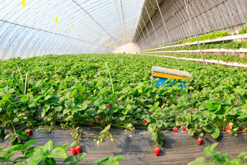 Strawberry greenhouse