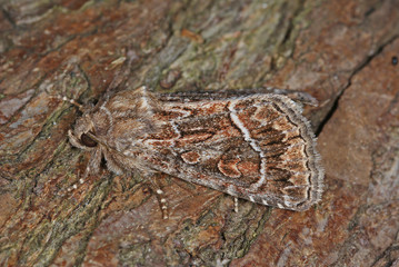 Thalpophila matura (HUFNAGEL, 1766) Gelbflügel-Raseneule 07.08.2010 DE, Leverkusen, OpladenSONY DSC