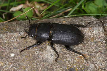Dorcus parallelipipedus Balkenschröter 10.08.2010 DE, Groß Schwansee (Ostsee)SONY DSC