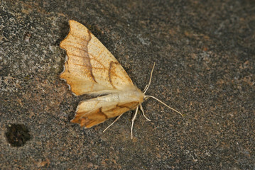 Ennomos quercinaria (HUFNAGEL, 1767) Eichen-Zackenrandspanner 09.07.2010 DE, Haan-GruitenSONY DSC