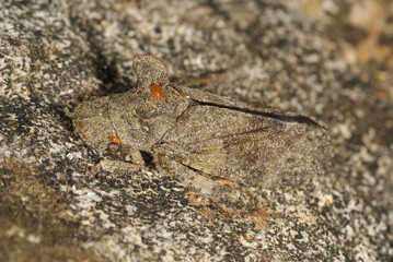 Ledra aurita Echte Ohrzikade, Ohrenzikade, Ohrzirpe (mit Milbe) 09.07.2010 DE, Haan-Gruiten