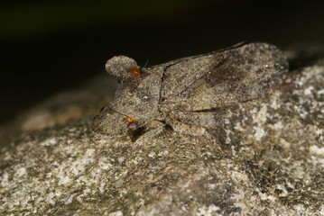 Ledra aurita Echte Ohrzikade, Ohrenzikade, Ohrzirpe (mit Milbe) 09.07.2010 DE, Haan-Gruiten