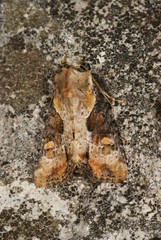 Apamea ophiogramma (ESPER, 1794) Schlangenlinien-Grasbüscheleule 10.07.2010 DE, Haan-Gruiten