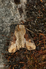 Apamea ophiogramma (ESPER, 1794) Schlangenlinien-Grasbüscheleule 10.07.2010 DE, Haan-Gruiten