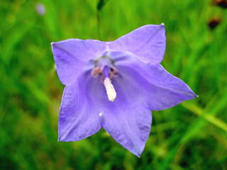 Gros plan de face d'une fleur bleue isolée de campanule (Campanula rotundifolia) sur fond de  prairie verte