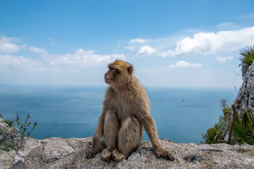 A Barbary Macaque monkey from the Rock of Gibraltar and the only wild population of monkeys on mainland Europe.