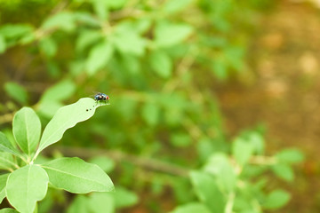 A Green Bottle Fly sitting on a Indian Sandalwood Tree Leaf Left Aligned