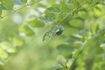 single Popilia Japonica on a leaf