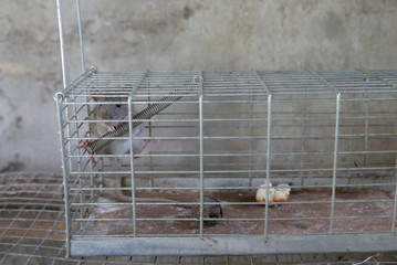 rat in a trap