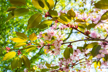 Obraz na płótnie Canvas Cherry tree blossom, Kirsikkapuisto (Cherry Tree Park) in Roihuvuori, Helsinki, Finland