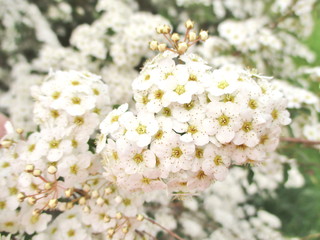 Détail de la floraison abondante d'une spirée dentelée (spiraea X arguta) 