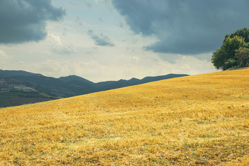 Beautiful rural landscape, wheat field after harvest