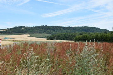 rotes Gras über Weizenfeld