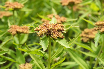 Natural green background