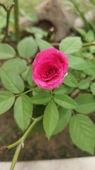 pink rose in garden