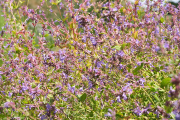 Obraz premium Natural green background with blue flowers