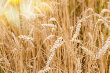 cereals under the soft light of the sunset