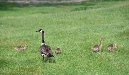 Bernache du canada (oies sauvages ou outardes)