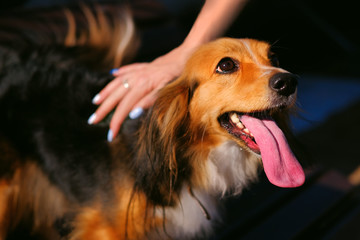 Animal portrait of funny spaniel mutt with long tongue in sunny day