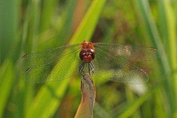 Sympetrum sanguineum Blutrote Heidelibelle 10.08.2010 DE, Groß Schwansee (Ostsee)SONY DSC