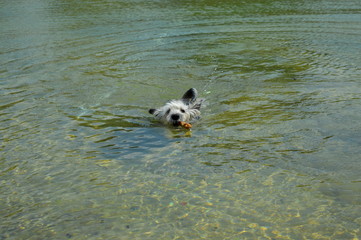 A cairn terrier small dog retrieving a stick from the water swimming back with it in its mouth