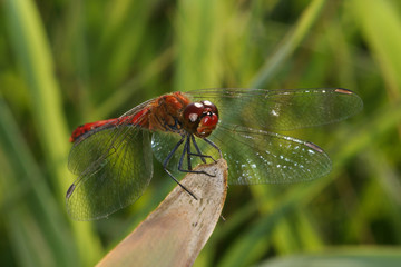 Sympetrum sanguineum Blutrote Heidelibelle 10.08.2010 DE, Groß Schwansee (Ostsee)SONY DSC