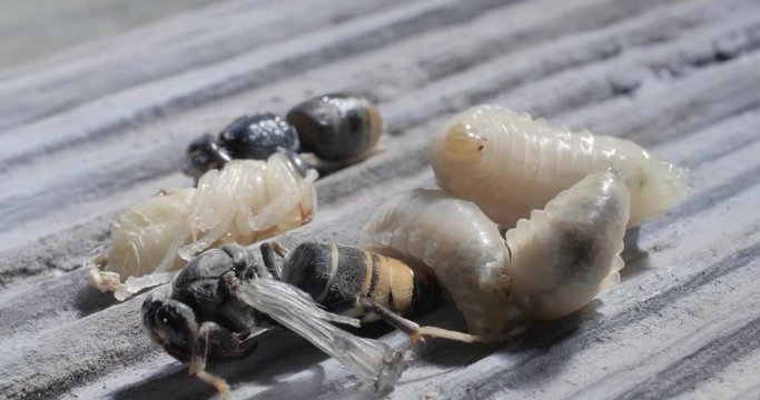 Frelons asiatiques au stade larvaire 